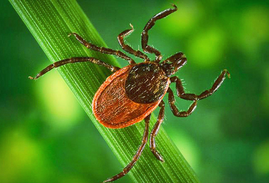 Deer Tick